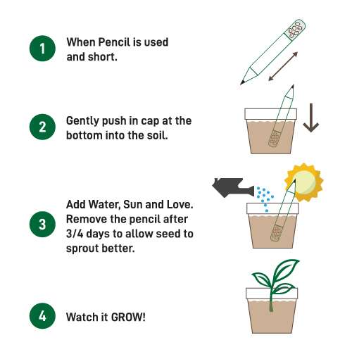 Plantable Pencils Set - How to grow the plants